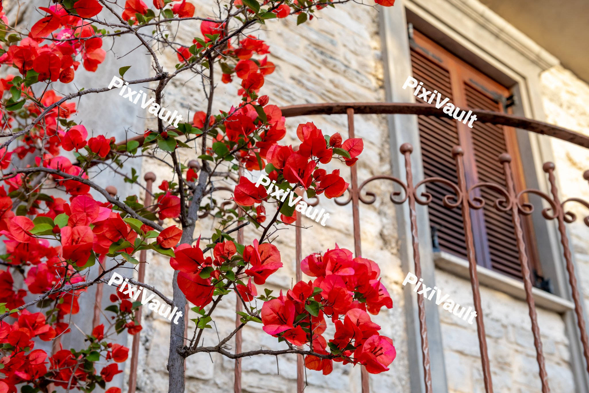 Red flowers in front of old windows